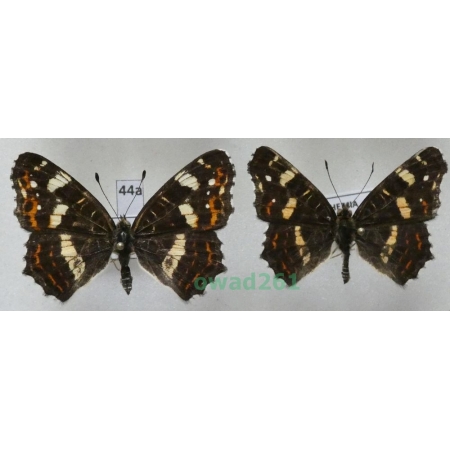 Araschnia levana (Linnaeus, 1758) pair form ex. ovo Poland44a